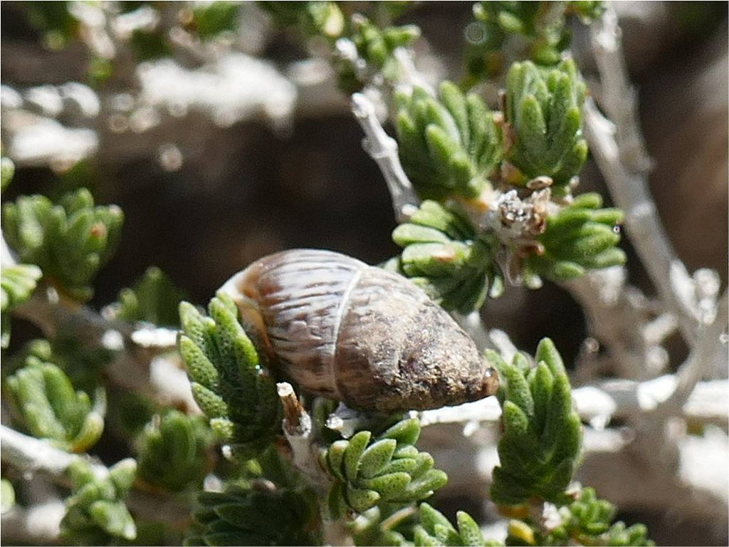 Euchondrus cf parreyssi, Cipro